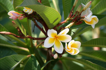 Plumeria flower with Buds and Green Leaves in Indianapolis, IN, USA