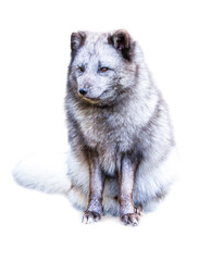A silver-hued Arctic fox (Vulpes lagopus) sits quietly against a stark white background, revealing plush fur and watchful eyes in northern tundra silence