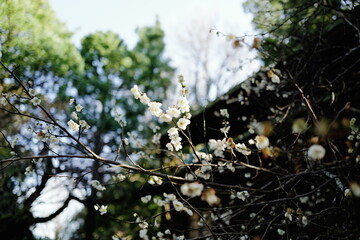 rain drops on the tree