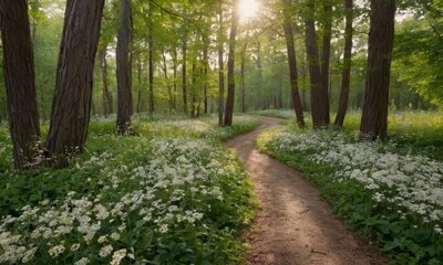 Obraz premium Enchanting forest path illuminated by sunlight through trees, surrounded by wild garlic