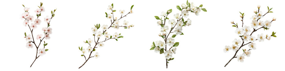 Obraz premium Springtime Blossoms Delicate Floral Branches in Bloom Showcasing the Beauty and Fragrance of Nature s Seasonal Renewal