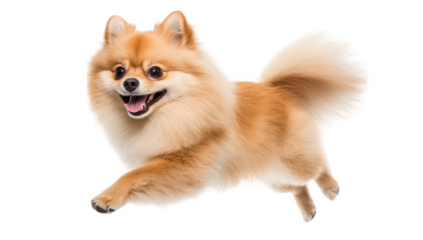 a fluffy pomeranian dog joyfully leaps in mid-air showcasing its vibrant fur and playful demeanor. essence of happiness and energy in a pet
