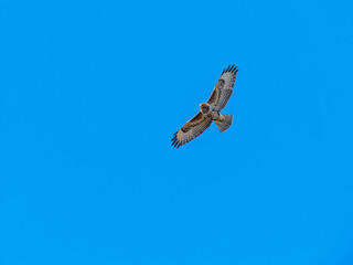 Common Buzzard in flight