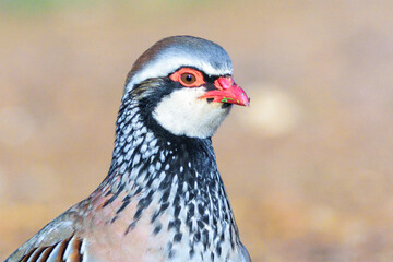 Red-legged Partridge 'Alectoris rufa' Close-up in Ciudad Real
