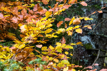 autumnal landscape inside Val di Mello, Sondrio, Italy