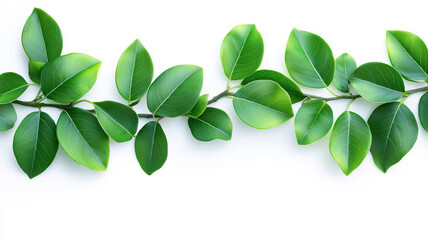 Obraz premium Fresh green leaves arranged in line on white background, creating natural and vibrant look