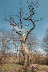Dead tree in the countryside in snow-less winter sunny day