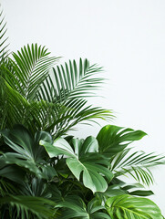 Obraz premium Lush green tropical plants against a plain background