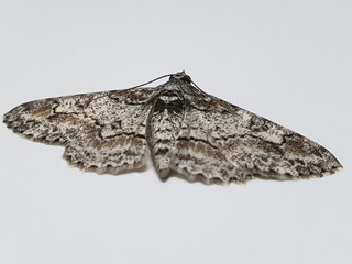Black and White Moth resting on a white surface, with full dorsal wingspan in view. Note the intricate patterns formed by the black, white, and brown colors.