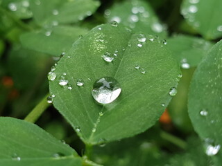 Dew drops on a Leaf - Light is refracted by the water droplets.