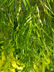 Leaves rustling in the wind - Long and slender green leaves amidst a green backdrop, with the color accentuated by the sunlight.