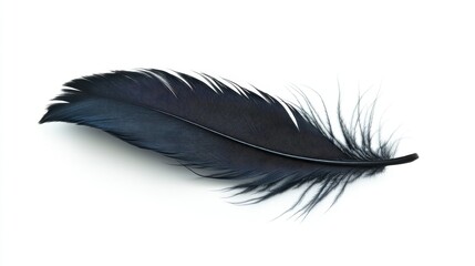 Single Dark Blue Feather on White Background
