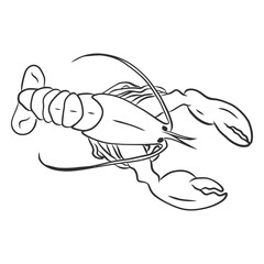 Naklejka premium lobster claw tail sketch.
