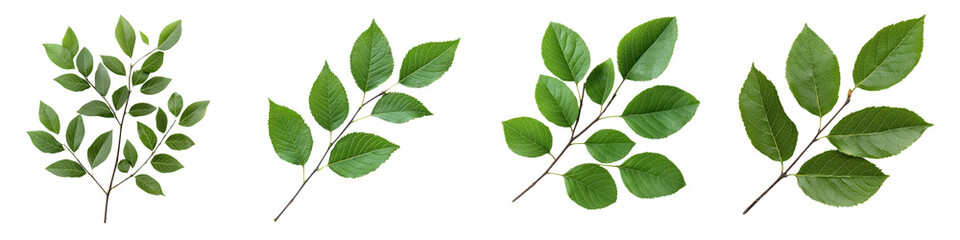 Closeup of lush vibrant green leaves in a natural setting highlighting the beauty and diversity of botanical elements in the environment