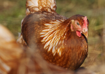 close up colorful magnificent hen from the side, close up head of a hen, close up feathers of a brown hen, colorful chicken in the morning sun, chicken in the grass, eye of a chicken