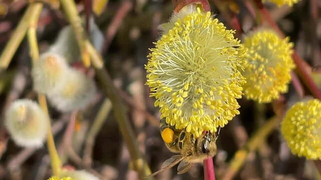 Bienen auf Weidenk&auml;tzchen.