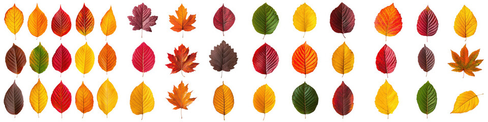 Fototapeta premium Vibrant Autumn Leaves Collection Showcasing Nature s Seasonal Transition Diverse Assortment of Colorful Foliage in Shades of Red Orange Yellow and Green Leaves Symbolizing the Beauty of Autumn