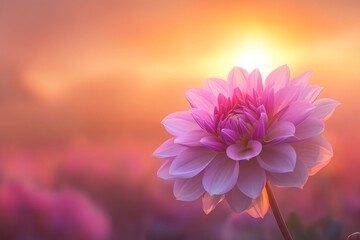 Fototapeta premium Pink dahlia flower at sunset.