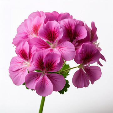 Fiori di geranio su sfondo bianco