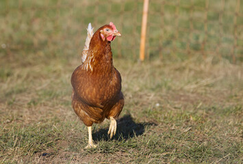 colorful magnificent hen from the side in the grass, colorful chicken in the morning sun, chicken in the grass, chickens in the meadow, big claws