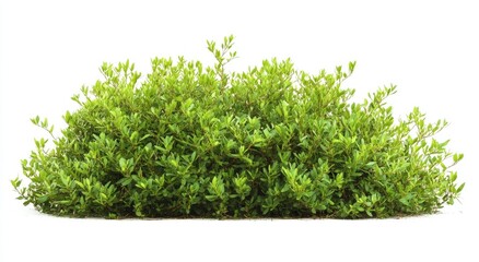 Fototapeta premium Lush green shrubbery clump isolated on white background. Compact, dense foliage, vibrant green, perfect for landscaping designs or gardening projects. Natural, healthy, and flourishing plant
