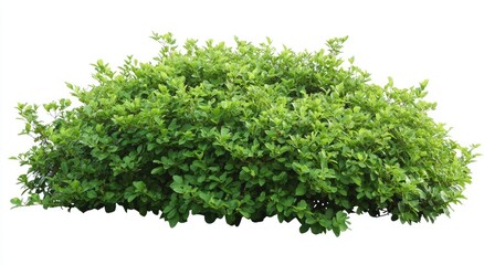 Obraz premium Lush Green Bush