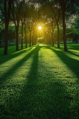 Obraz premium Sunlit path through trees in a park. Long shadows stretch across a grassy lawn