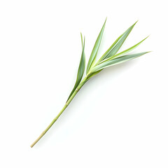 Fototapeta premium A vibrant green leaf isolated on a white background, showcasing its natural beauty and intricate details.