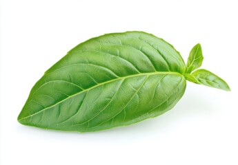 Vibrant Green Basil Leaf Isolated on White Background