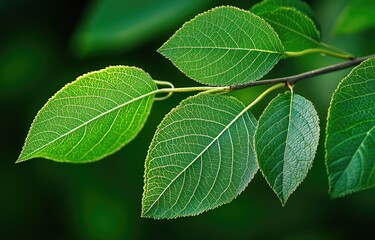 Fototapeta premium Fresh green leaves on a branch