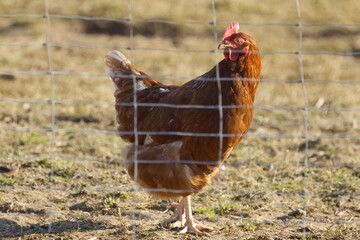 colorful hen behind a fence, close up of a hen,  brown hen, colorful chicken in the morning sun, chicken in the grass, eye of a chicken