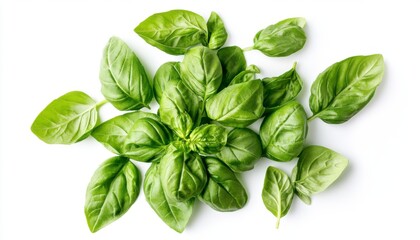 Obraz premium Vibrant Green Basil Leaves on White Background