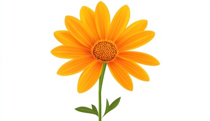 Vibrant Orange Daisy Close Up Against White Background