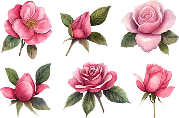 set of pink roses