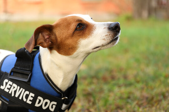 Cute Jack Russell Terrier wearing service dog vest outdoors, closeup