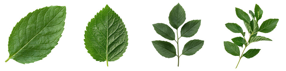 Fototapeta premium Stunning close up view of lush vibrant green leaves and botanical foliage in a natural serene environment The leaves display intricate textures and patterns creating a captivating