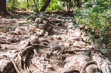 Obraz premium Rocky forest trail with exposed roots winds through lush summer woods