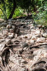 Rocky forest trail with exposed roots winds through lush summer woods