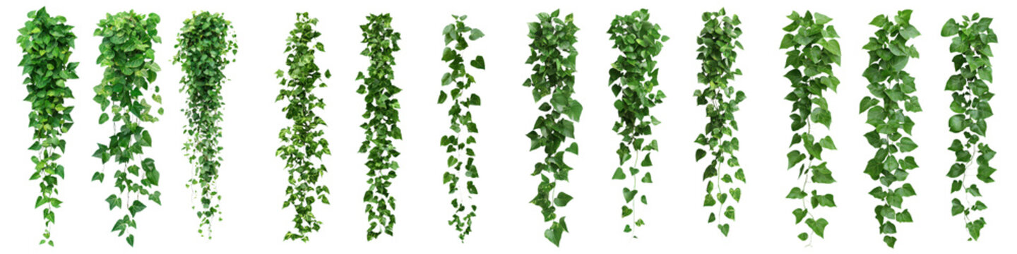 Lush green hanging vines ivy and dense foliage creating a decorative natural background  Vibrant and organic botanical elements perfect for interior design nature and environmental concepts