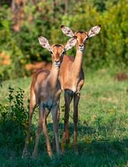 A pair of vigilant Common impala (Aepyceros melampus) lambs.