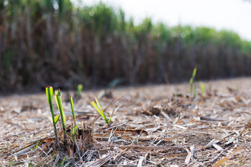 Fresh green sugarcane shoots emerge from old stumps in a harvested field, signaling new growth. The dry soil and remnants of cut stalks contrast with the vibrant young plants under the sunlight.