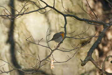 European robin (Erithacus rubecula) sitting on a tree branch in Zurich, Switzerland