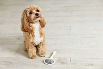 Cute dog and brush with pet's hair on floor indoors. Space for text