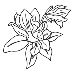 flowers stroke delicate botanical.