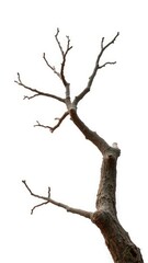 Fototapeta premium Brown isolated tree branch on white background, tree, tree branch, solitary