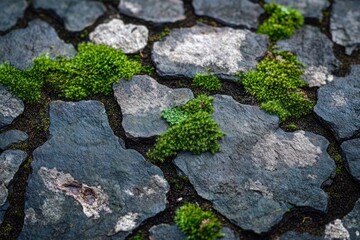 Moss and Textured Stones in an Old Mountain Forest with Natural Surfaces and Plants