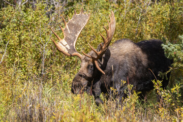 Bull Moose During the Rut in Autumn in Wyoming