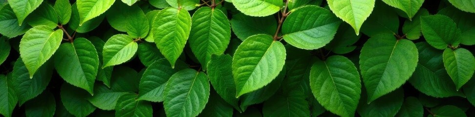 Obraz premium Densely packed leaves in shades of green and brown, plant life, foliage