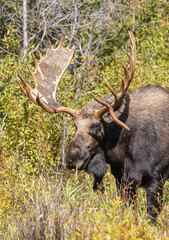 Bull Moose During the Rut in Autumn in Wyoming