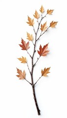 Fototapeta premium Dried and isolated birch branch against white, twigs, white